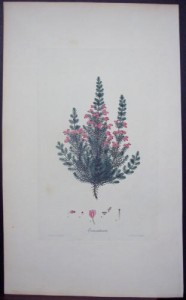 Andrews Erica Imbricata