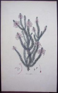 Andrews Erica Multiflora