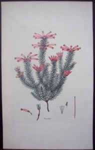 Andrews Erica Radiata