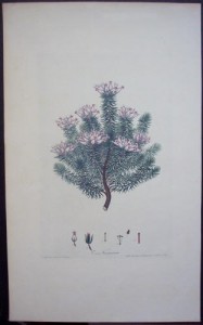 Andrews Erica Ventricosa