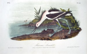 Audubon American Avocet
