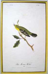Audubon Blue Mountain