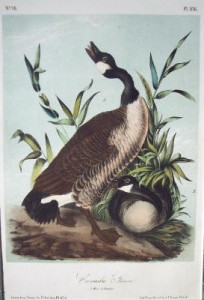 Audubon Canada Goose