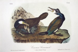 Audubon Common Cormorant
