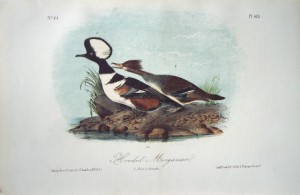 Audubon Hooded Merganser