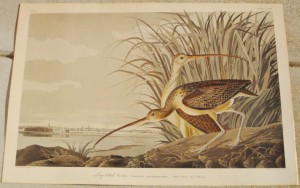 Audubon Long Billed (1)