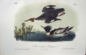 Audubon Red Breasted Merganser