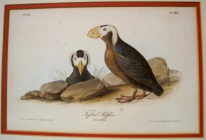 Audubon Tufted Puffin