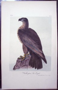 Audubon Washington Sea Eagle