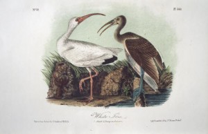 Audubon White Ibis