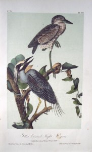 Audubon Yellow Crowned