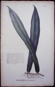 Blume Polypodium LXXIX