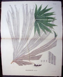 Blume Polypodium LXXXI