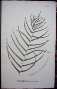 Blume Polypodium LXXXIII