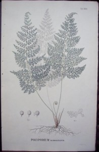 Blume Polypodium XCIII